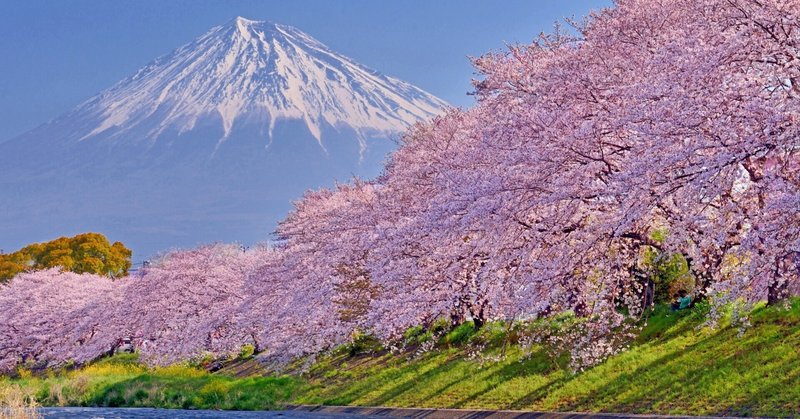 桜の風水：美と幸福を引き寄せる自然の力