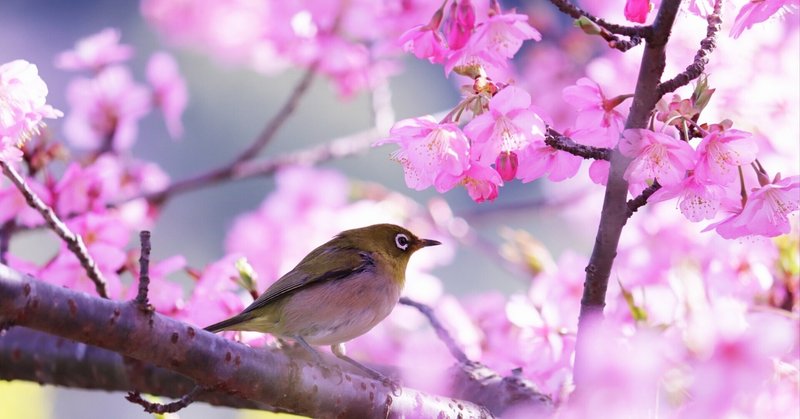 風水と桜で春を楽しむ：幸福と開運を引き寄せる方法