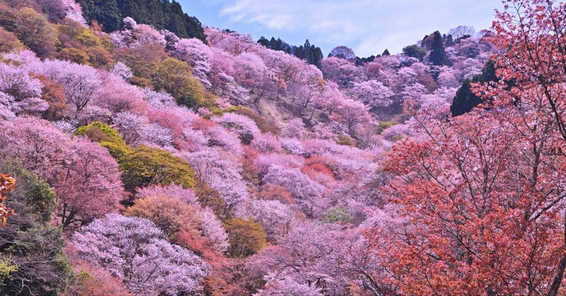 桜に宿る霊力 吉野の桜に見る役小角の足跡
