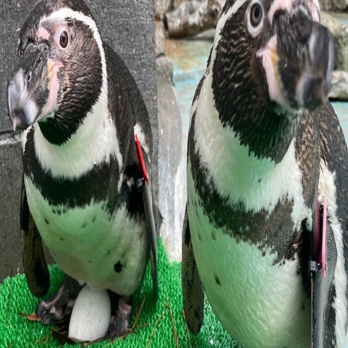 繁殖シーズン到来！｜桂浜水族館 公式