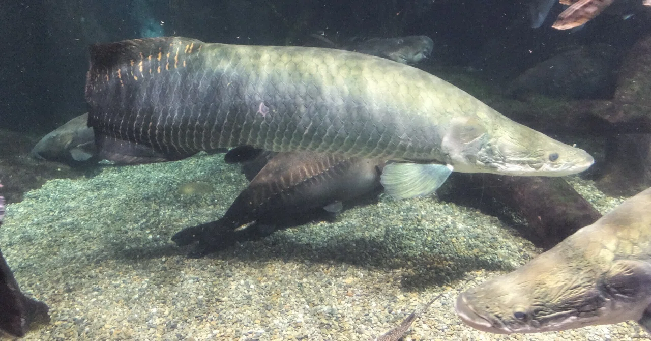 ええやん、淡水魚(世界淡水魚園水族館へ行きました)｜水虎