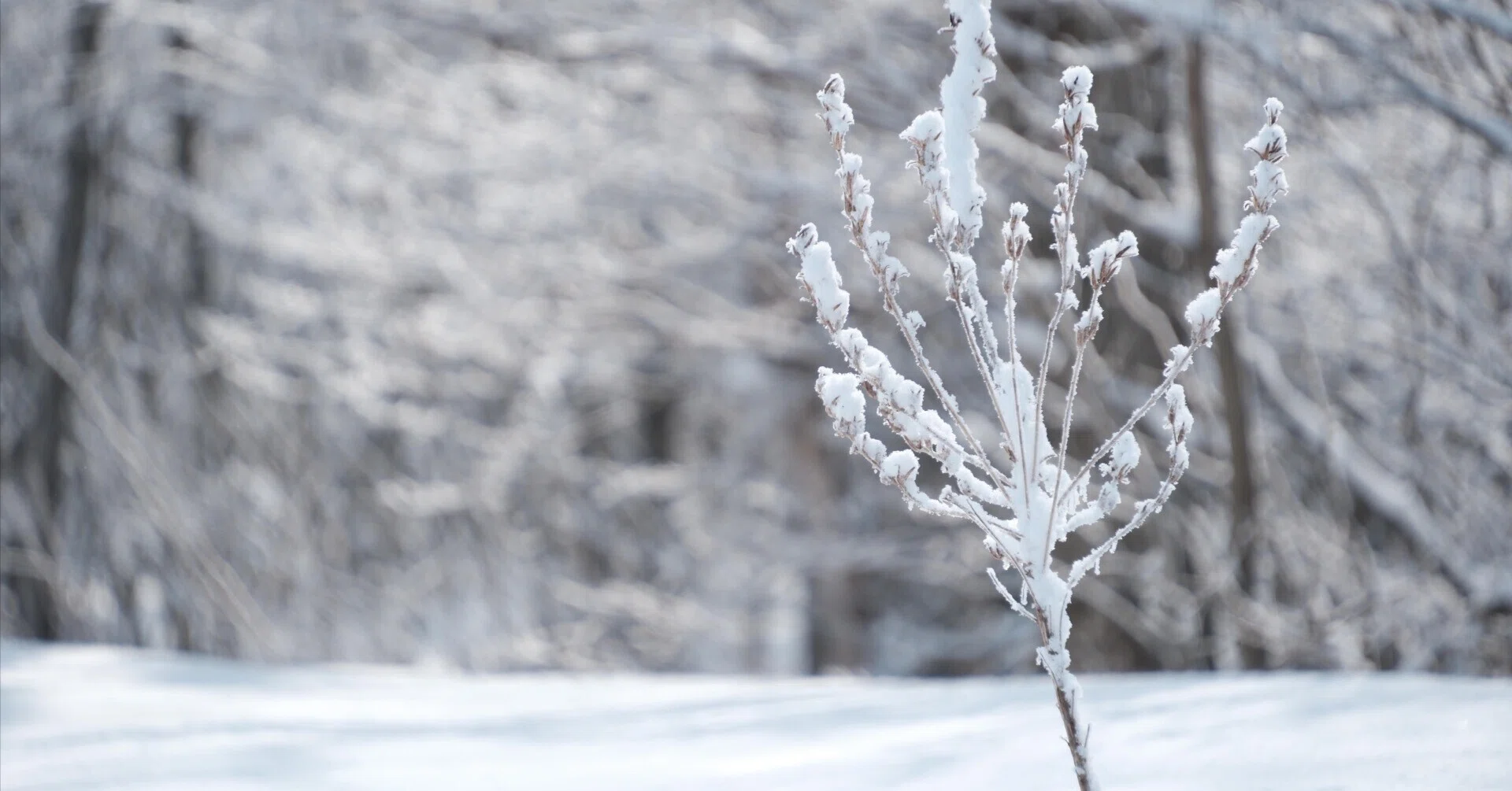 X-T5 で雪景色2（ASTIAとクラシッククローム）｜No.54