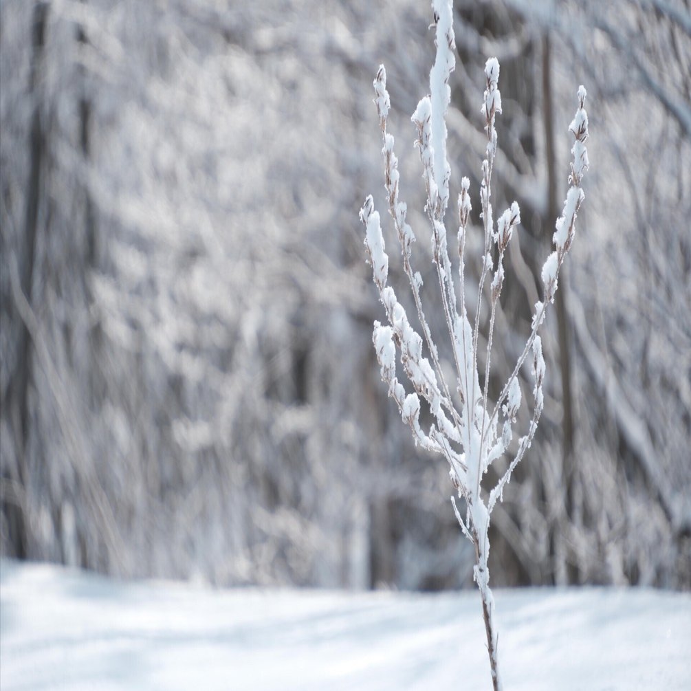 X-T5 で雪景色2（ASTIAとクラシッククローム）｜No.54