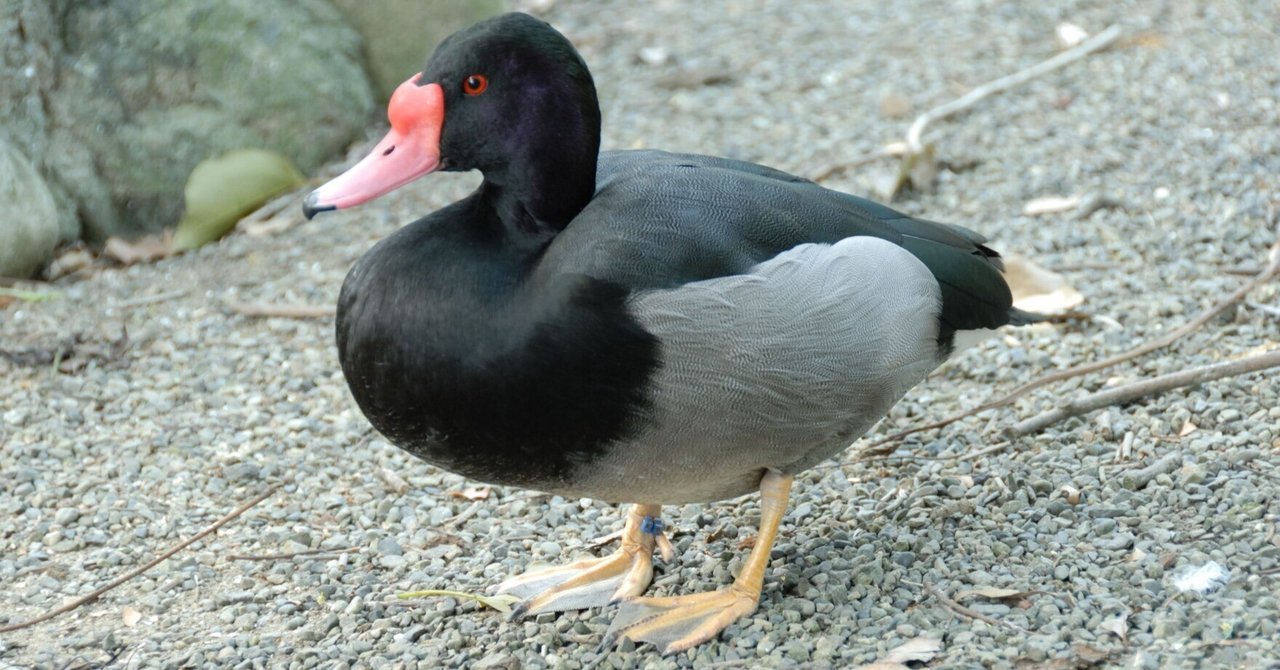 ベニバシガモ Rosybilled pochard｜M_ayumi