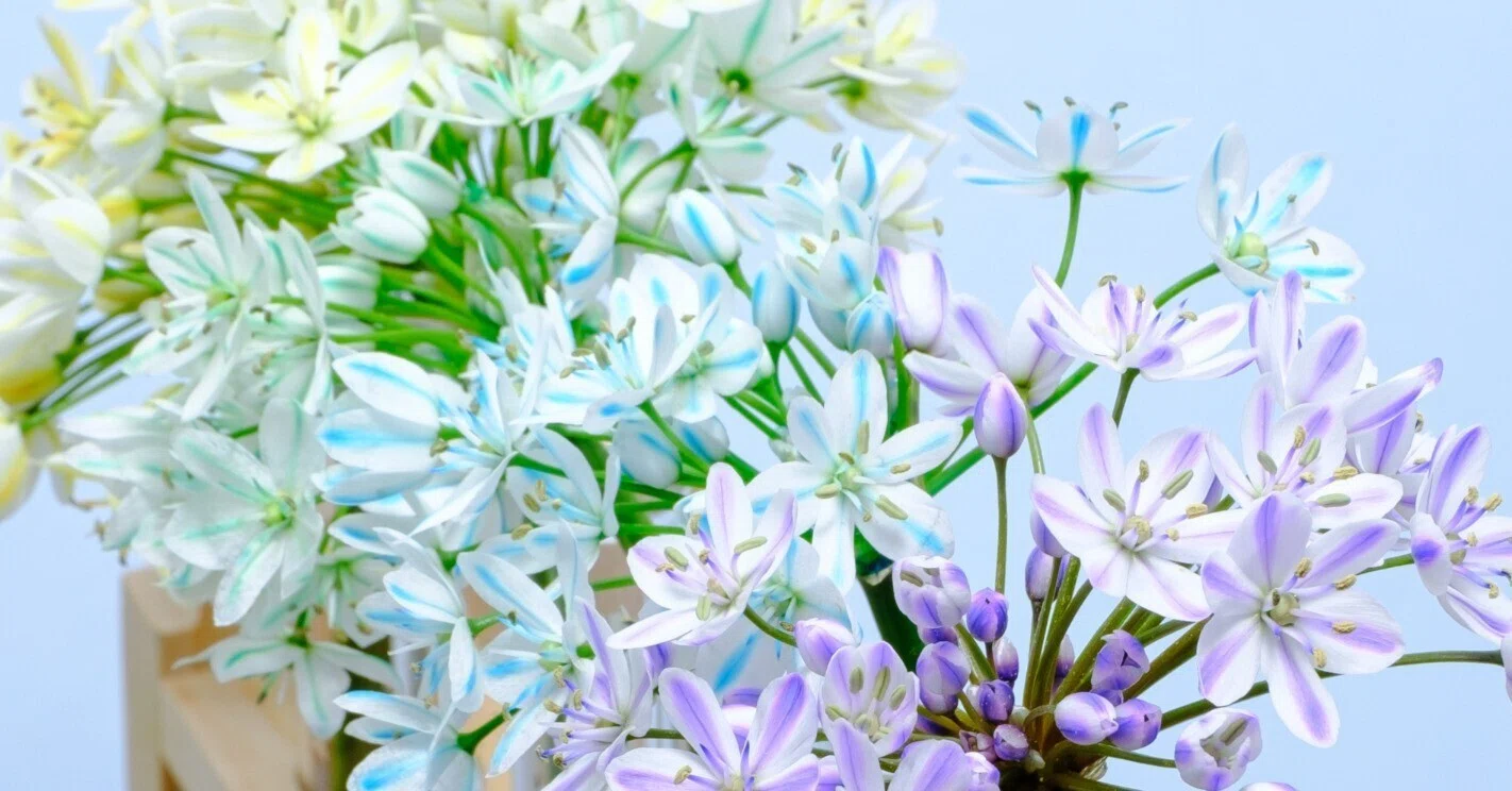花業界の方へ、カラフルコワニーのご提案【染めの花#031】｜タキツネ