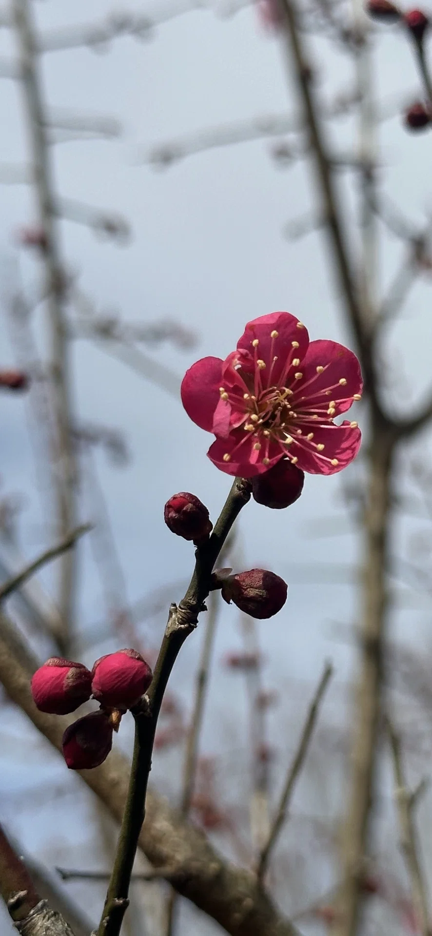 紅千鳥｜EGGSEED