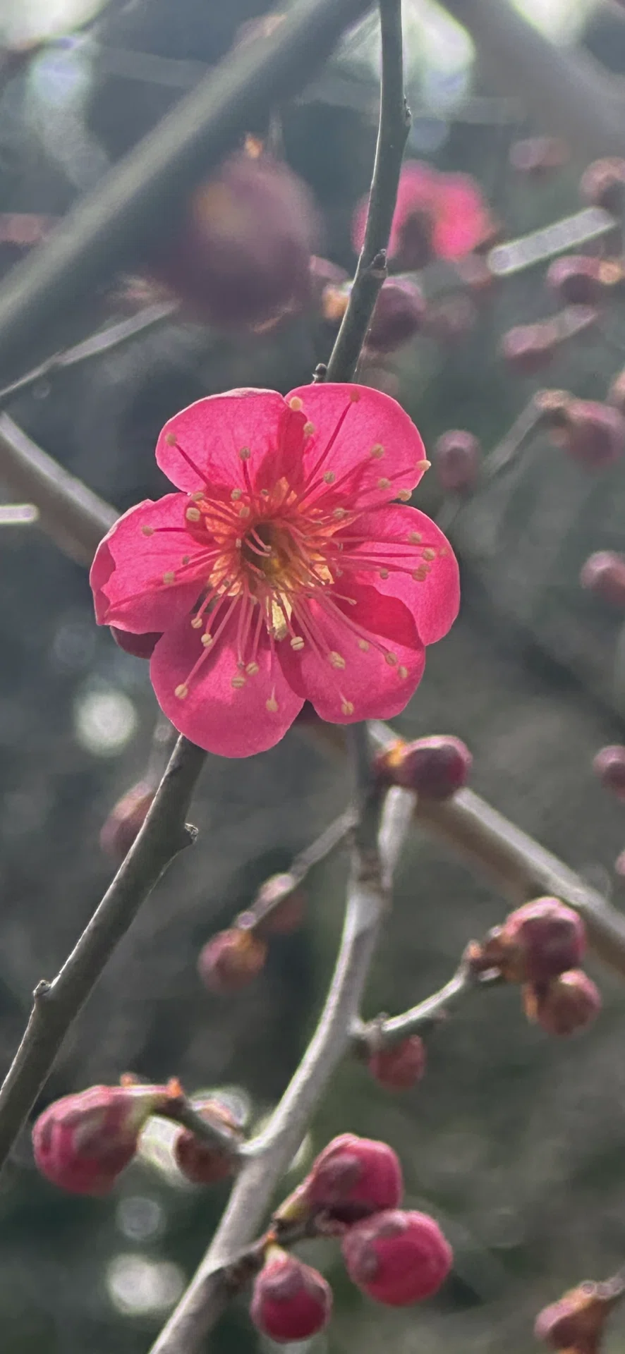 紅千鳥｜EGGSEED
