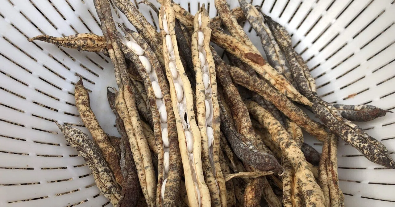 ぼちぼち準備｜MUNA_FARM 無農薬自給自足