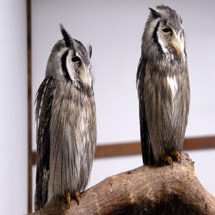 テレビの効果は絶大だね｜アフリカオオコノハズク White-faced Scops