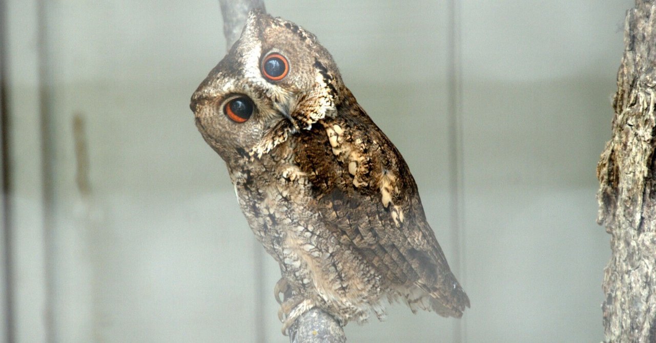 小さなミミズク 小さなミミズクさんたち｜オオコノハズク Feathered-toed Scops