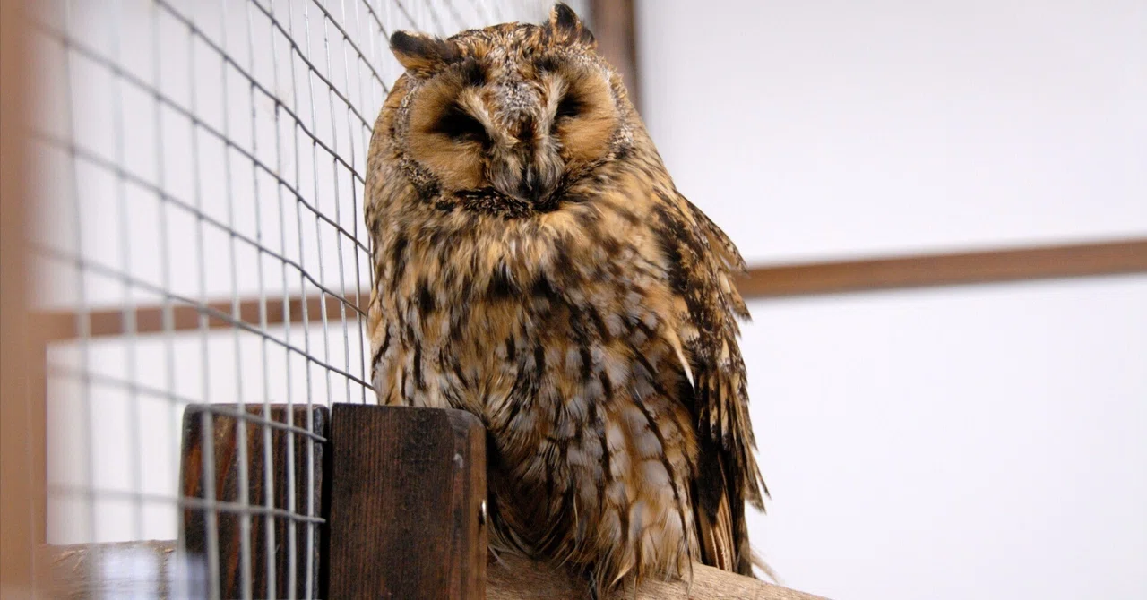 耳(羽角)が長くピンと立つ|トラフズク Long-eared Owl|M_ayumi