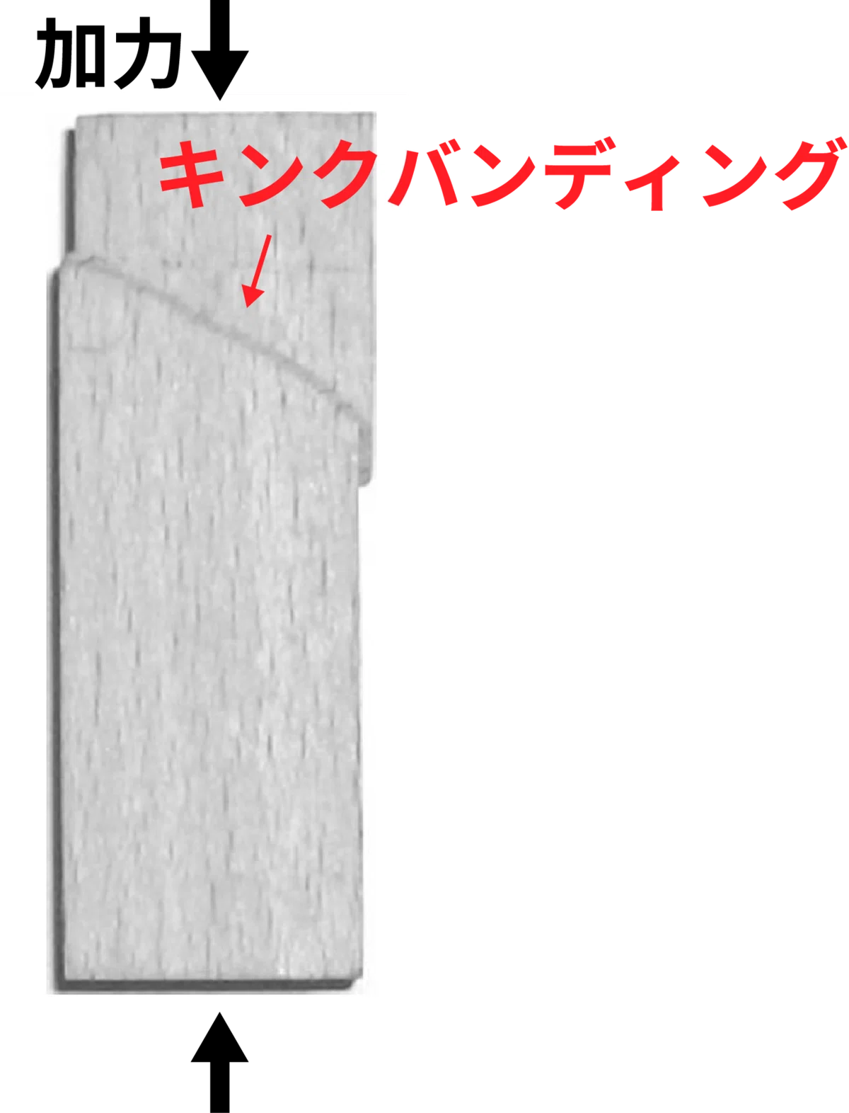 [抄録]樹種による圧縮強度とキンクバンド角の予測：Predictions of compressive strength and kink ...