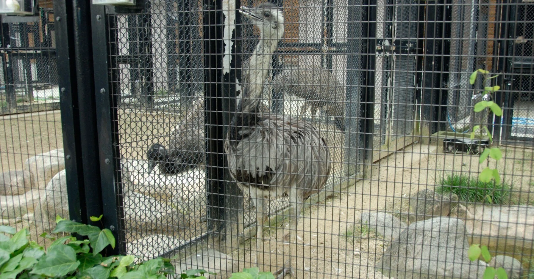 走鳥類（走る鳥の仲間）｜レア（アメリカダチョウ） Common Rhea｜M_ayumi