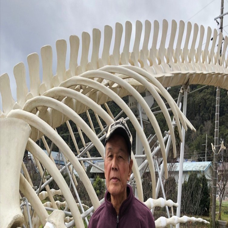 送料無料　時代物　鯨骨　置物　34ｃｍ 重284g　★希少★ 元祖くじら屋 鯨 缶詰 鯨大和煮 120g ×48缶 送料無料 : クイック