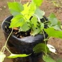 ホップの育て方と作業一覧 花の館の植物の育て方 Note