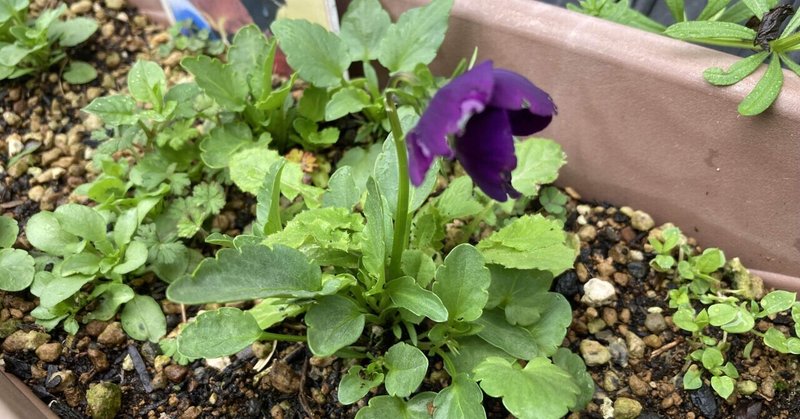 「晴れの日はヘタの横好き」第十回　種から育ててお得なお花