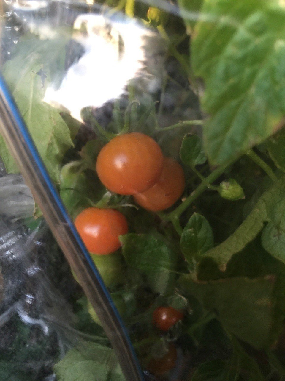 家庭菜園ベランダ15 02 03 真冬の屋外栽培トマトはかなり小さめ Dss Note