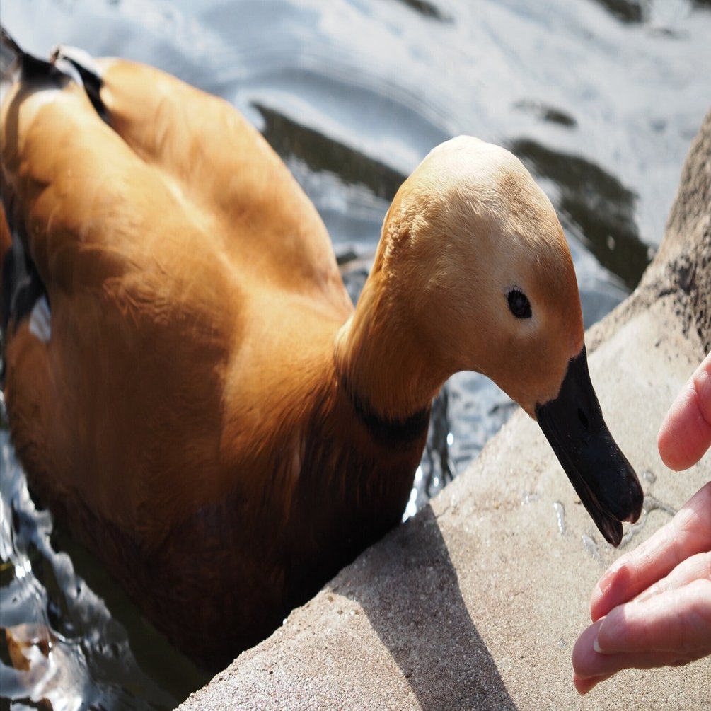 アマツバメ目・エボシドリ目・オウム目・ガンカモ目に属する鳥の画像付き一覧｜M_ayumi, image size:1920x1005