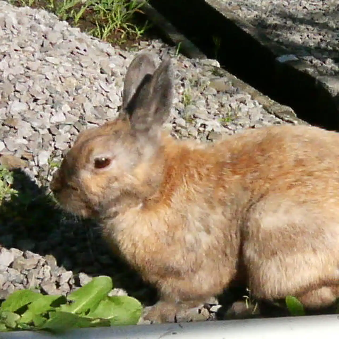 maru1977