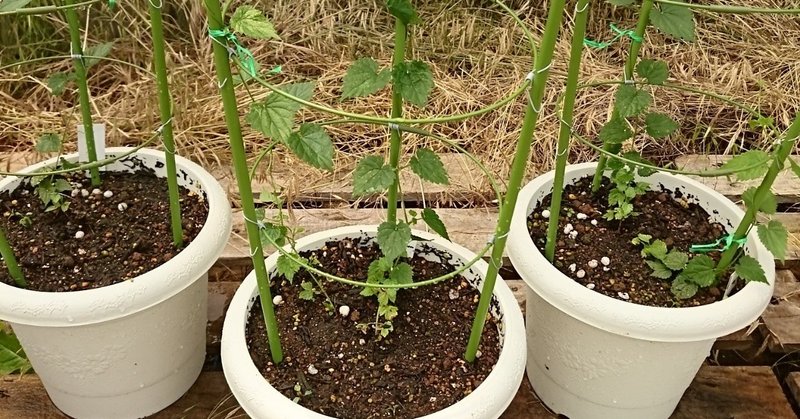ホップ鉢植え栽培のコツ 花の館の植物の育て方 Note