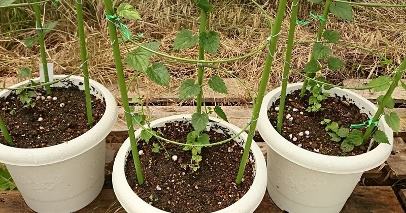 ホップ鉢植え栽培のコツ 花の館の植物の育て方 Note ホップ鉢植え栽培のコツ 花の館の植物の育て方 Note