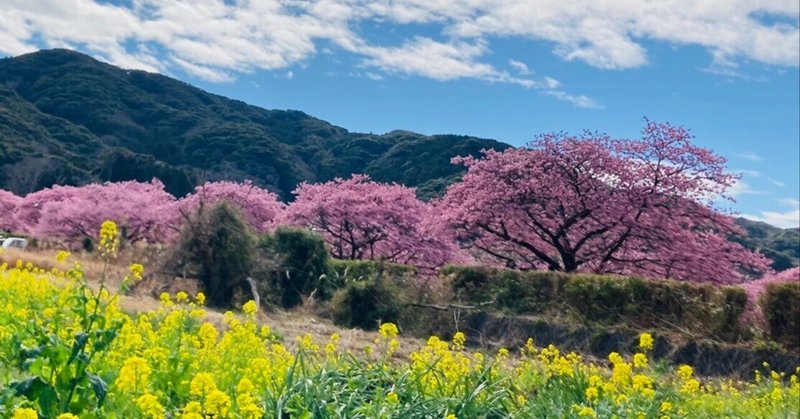 南伊豆町一足早く訪れる春の景色
