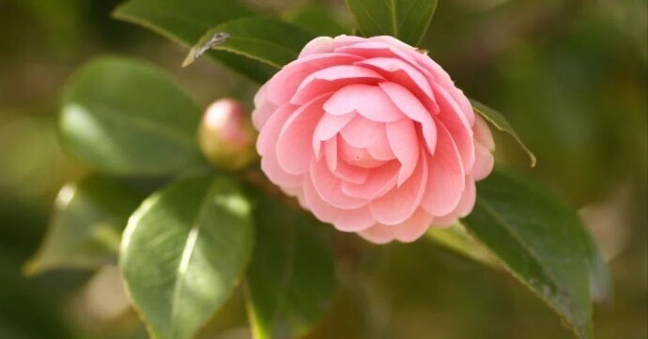 撮影記＞乙女椿の千重と宝珠｜清愁