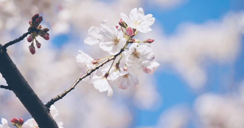 たった一度のお花見