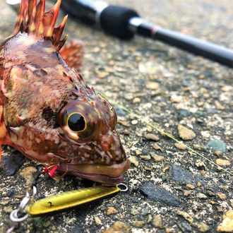 釣り入門 釣りエサに困ったらサバの切り身がオススメ 釣りファミ Note