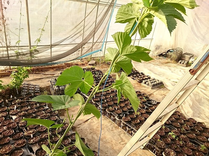 ホップの育て方と作業一覧 花の館の植物の育て方 Note ホップの育て方と作業一覧 花の館の植物の育て方 Note