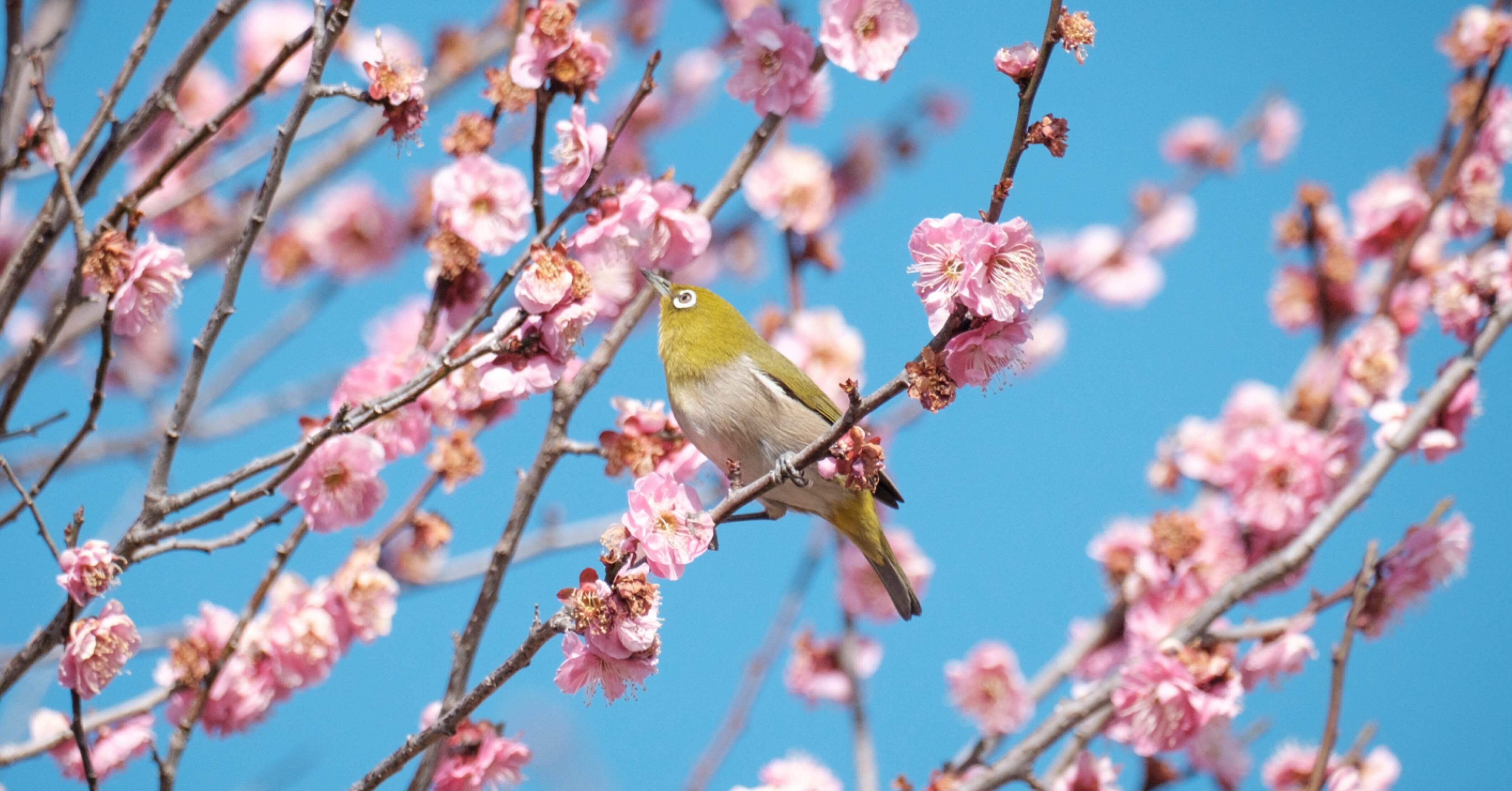 X-T3のプリ撮影ESで、飛び立つメジロを狙う｜imai