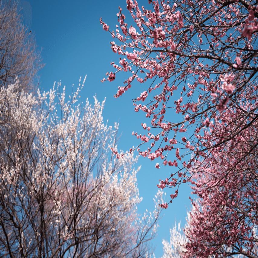 X-T3のプリ撮影ESで、飛び立つメジロを狙う｜imai