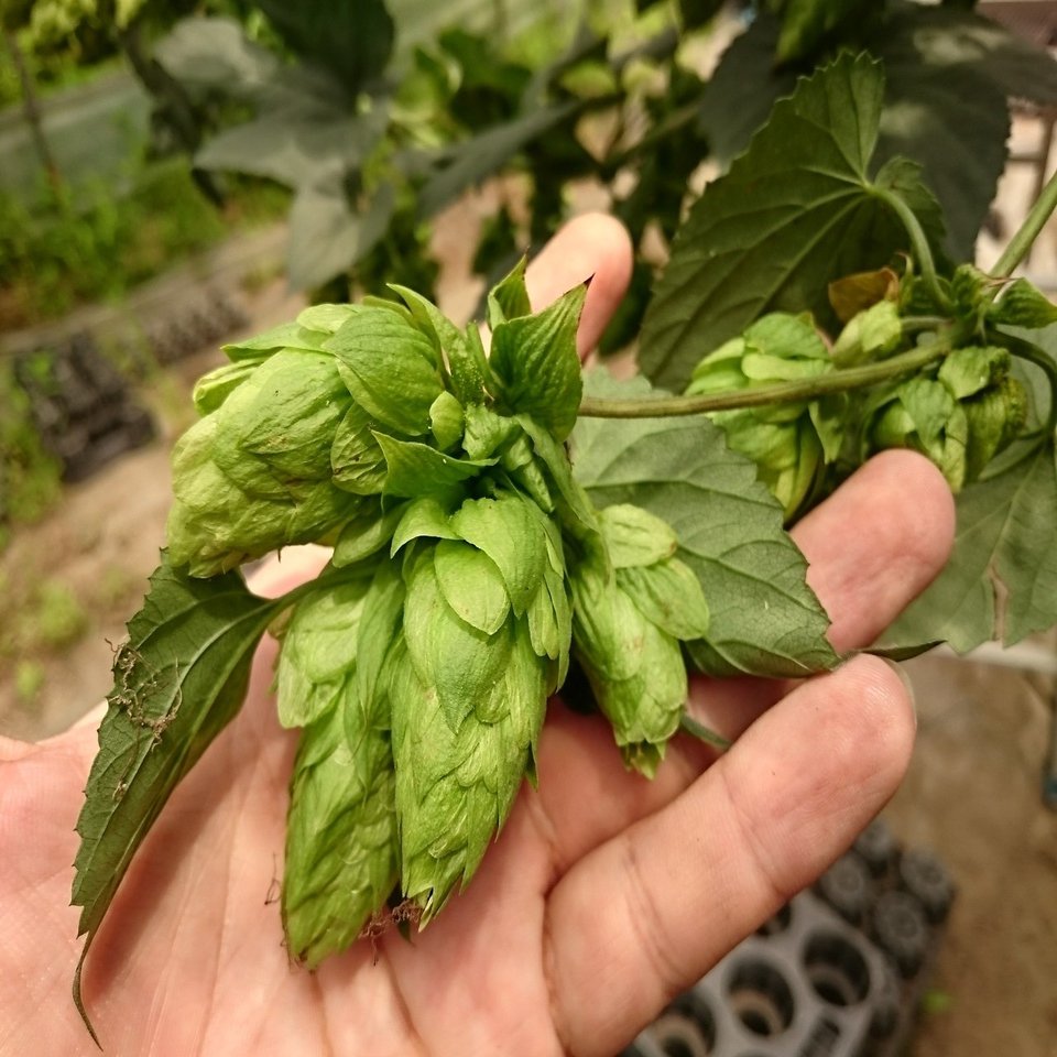 ホップの育て方と作業一覧 花の館の植物の育て方 Note