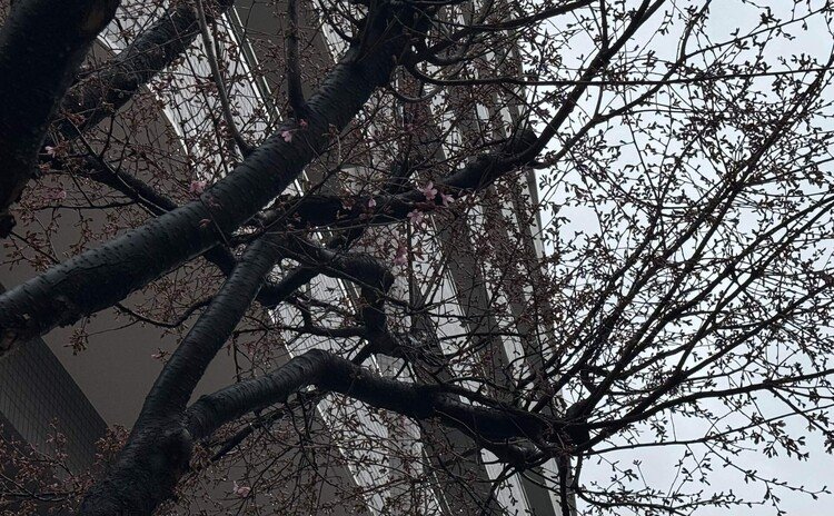 我が家の隣のマンションの角にある寒桜が開花した。雨が降っていて、花の色は空の色と混じり、直ぐには分からなかったが、枝の一部がほんのり桜色になっていた。