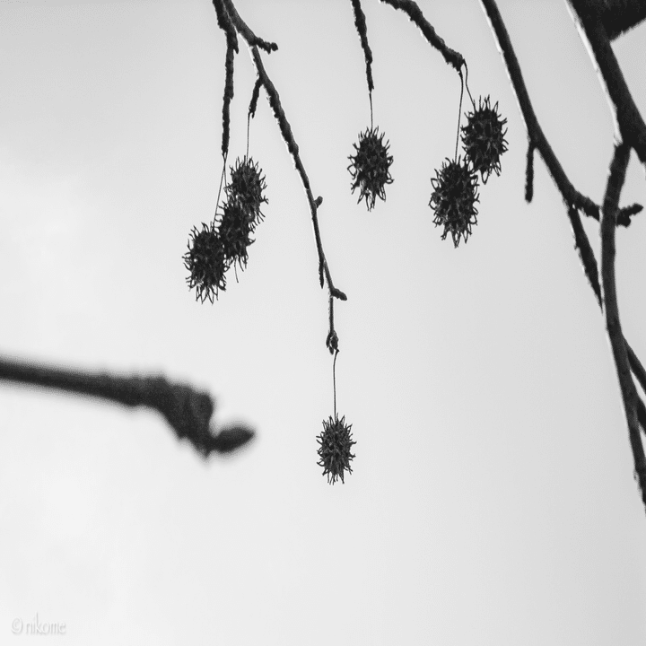 16年前のカメラでも十分すぎました。【RICOH GX200】｜ニコメ (@nikome)