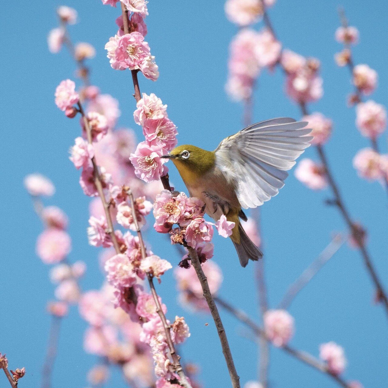 X-T3のプリ撮影ESで、飛び立つメジロを狙う｜imai