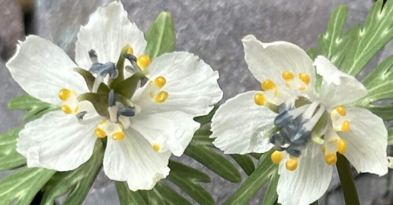 節分草｜EGGSEED