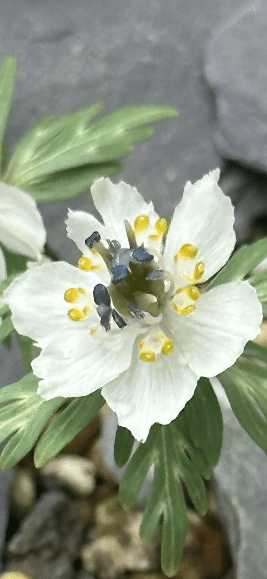 節分草｜EGGSEED