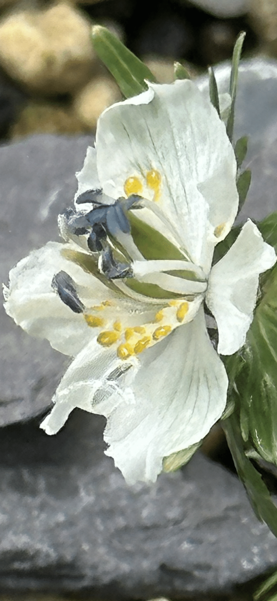 節分草｜EGGSEED