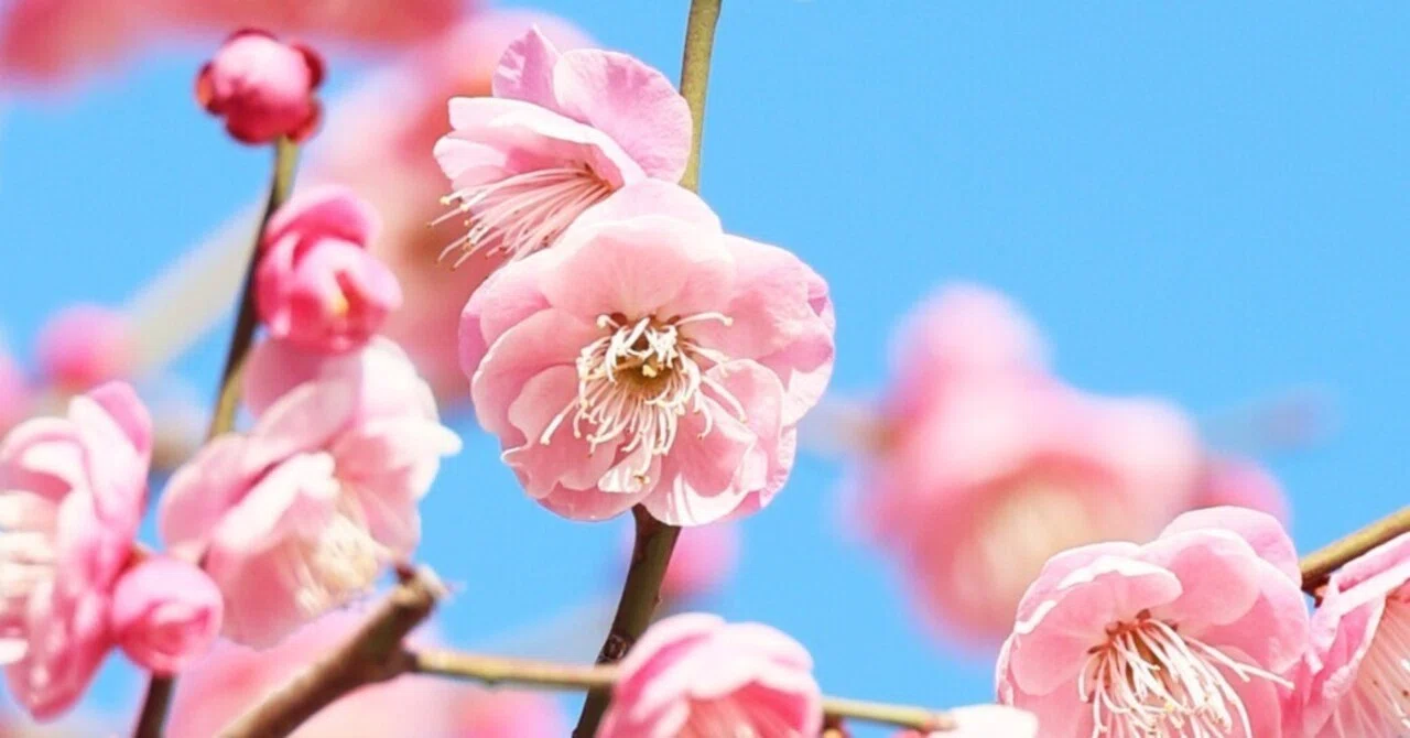 梅の花、咲く！ (写真) 2024年2月東京｜Peter November