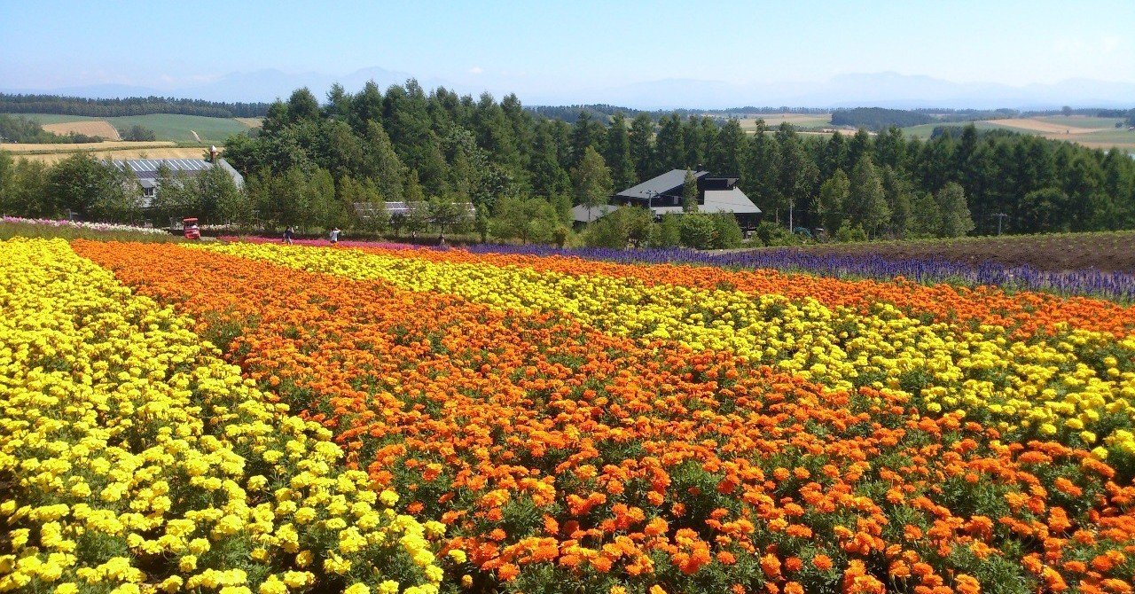 北海道の写真 麦わらの帽子の君が揺れたマリーゴールドに似てる 幸野つみ Note 北海道の写真 麦わらの帽子の君が揺れたマリーゴールドに似てる 幸野つみ Note