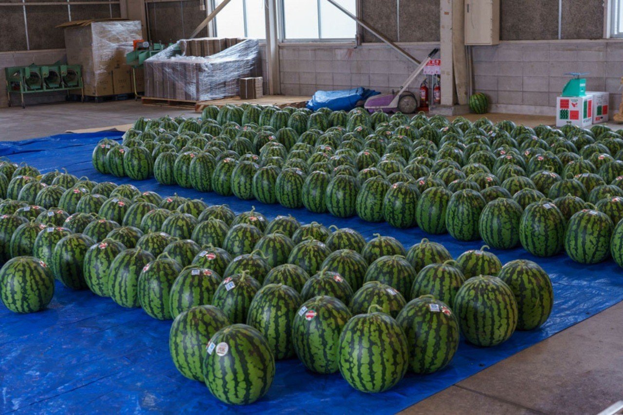 7月27日に『フリー福賀すいか』実施します🍉｜すえぽん🍩農×ドーナツ