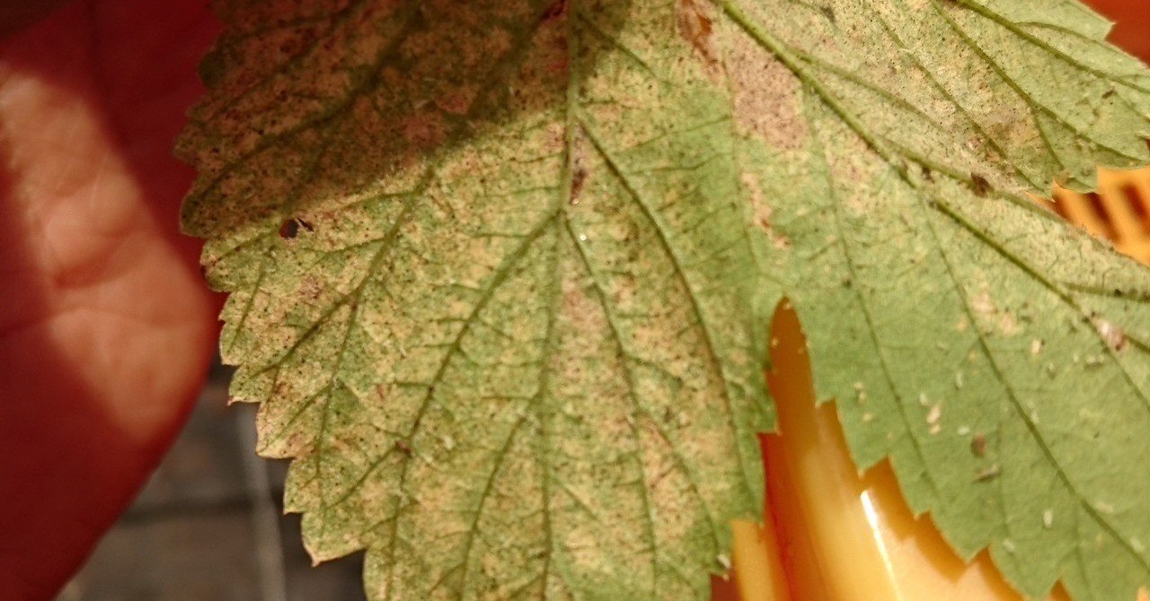 ホップの病害虫とその対処 花の館の植物の育て方 Note