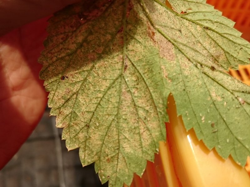 ホップの病害虫とその対処 花の館の植物の育て方 Note ホップの病害虫とその対処 花の館の植物の育て方 Note