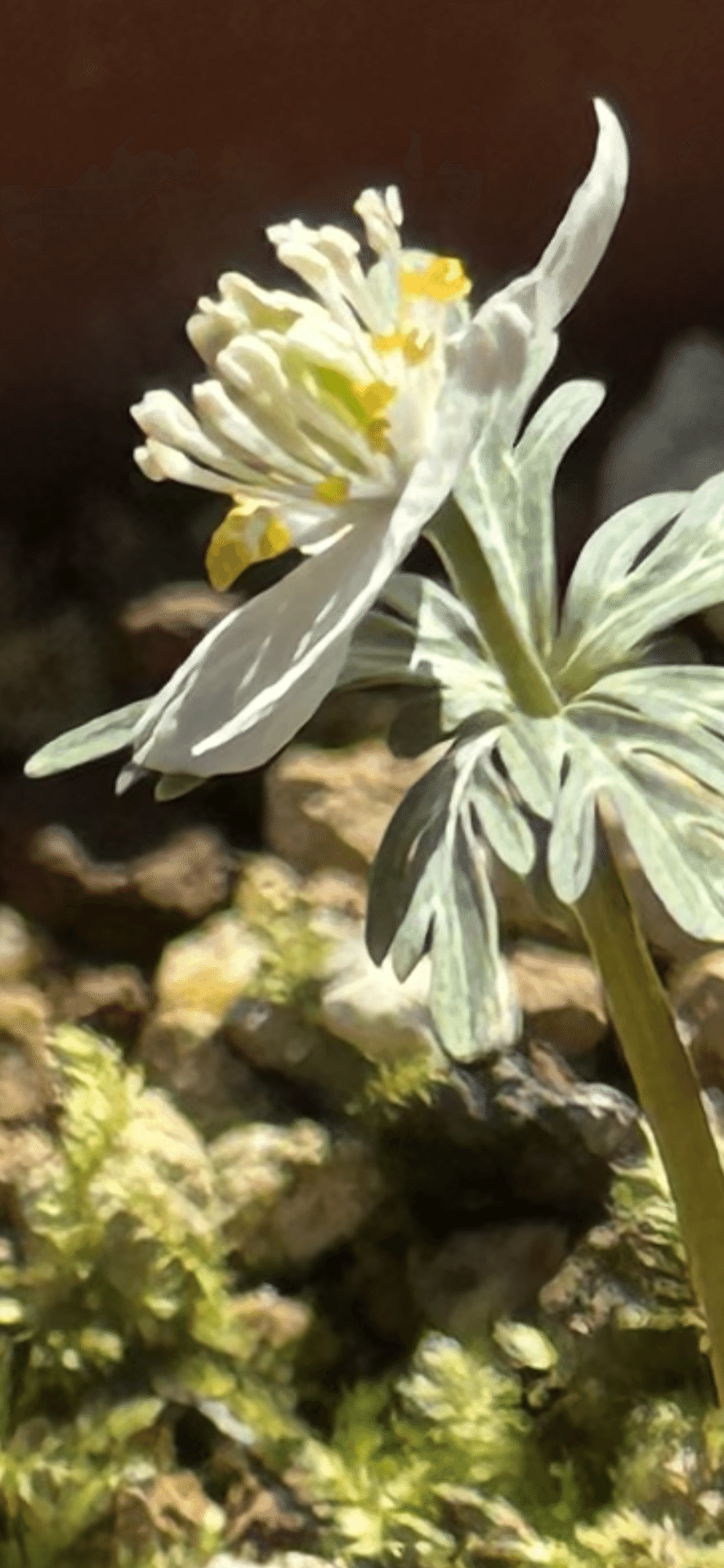 セツブンソウ 節分草 濃緑花多弁 2/9終了 打ち出そ セツブンソウ 節分草 濃緑花多弁 2/9終了 打ち出そ