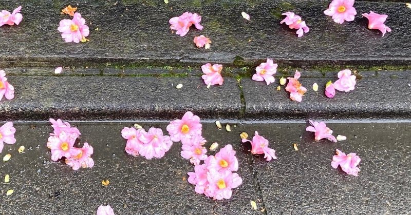 季節の花色々