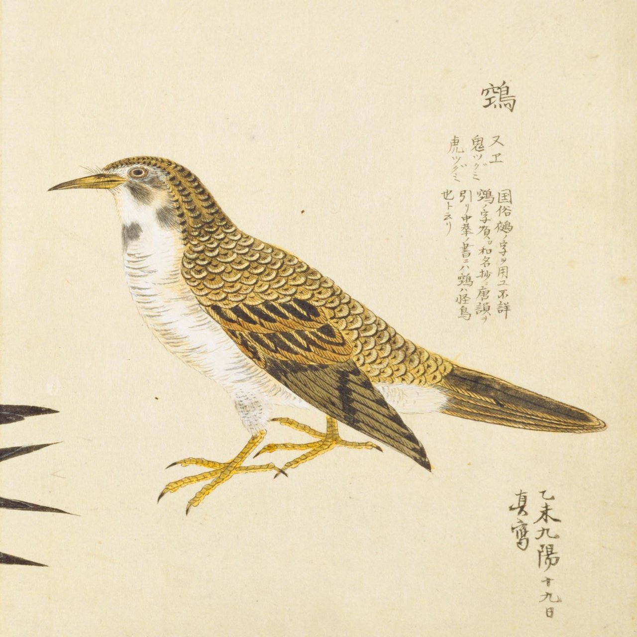 第419回 日本最古の野鳥の絵は 翆野 大地 Note
