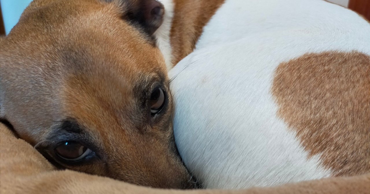 もなかのトイレ事情｜ジャックラッセルテリア 小豆と もなか の日記