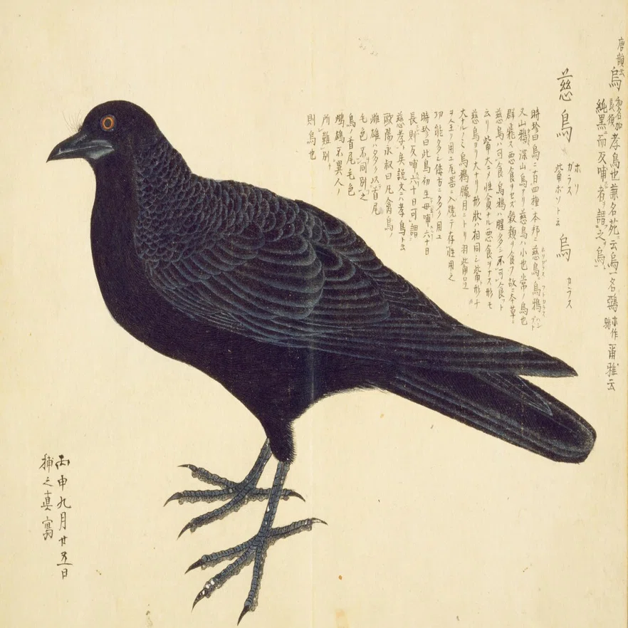 第419回 日本最古の野鳥の絵は？｜翆野 大地