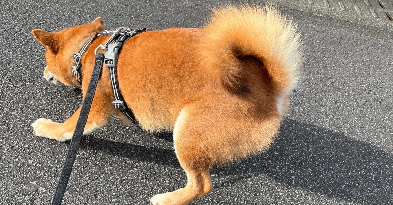 柴犬の後退りして春の夕|白